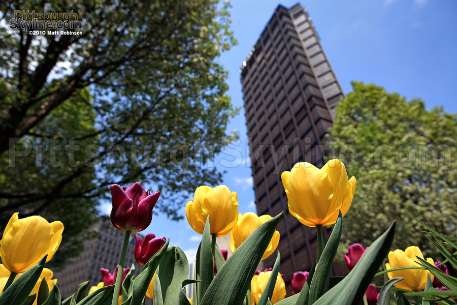 Tulips and the US Steel Building