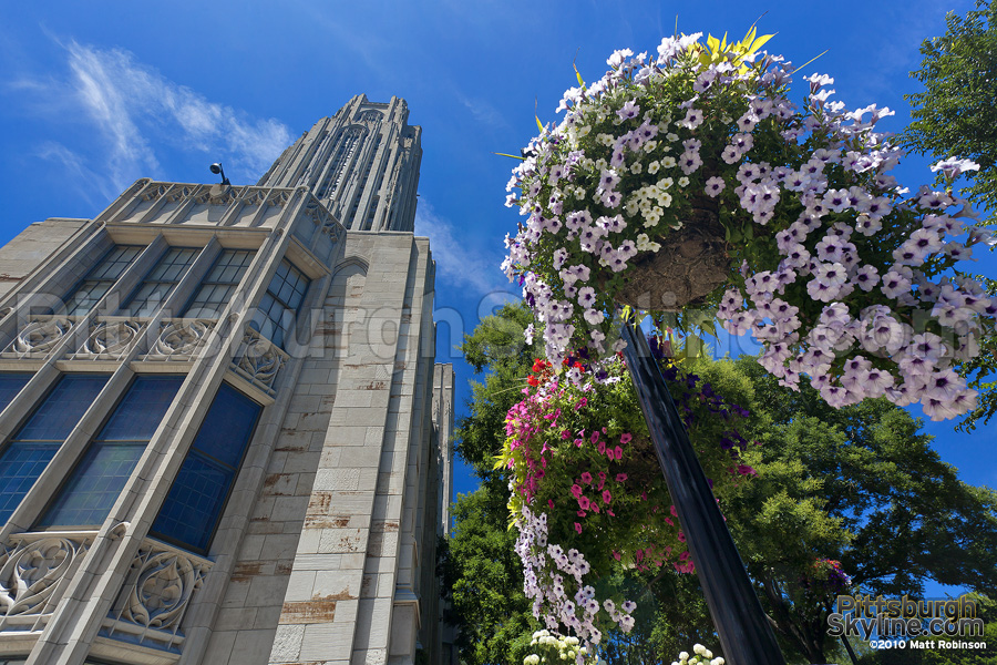 Hanging flower baskets and Cathedral of Learning